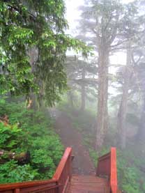 Emotionally Focused Therapy